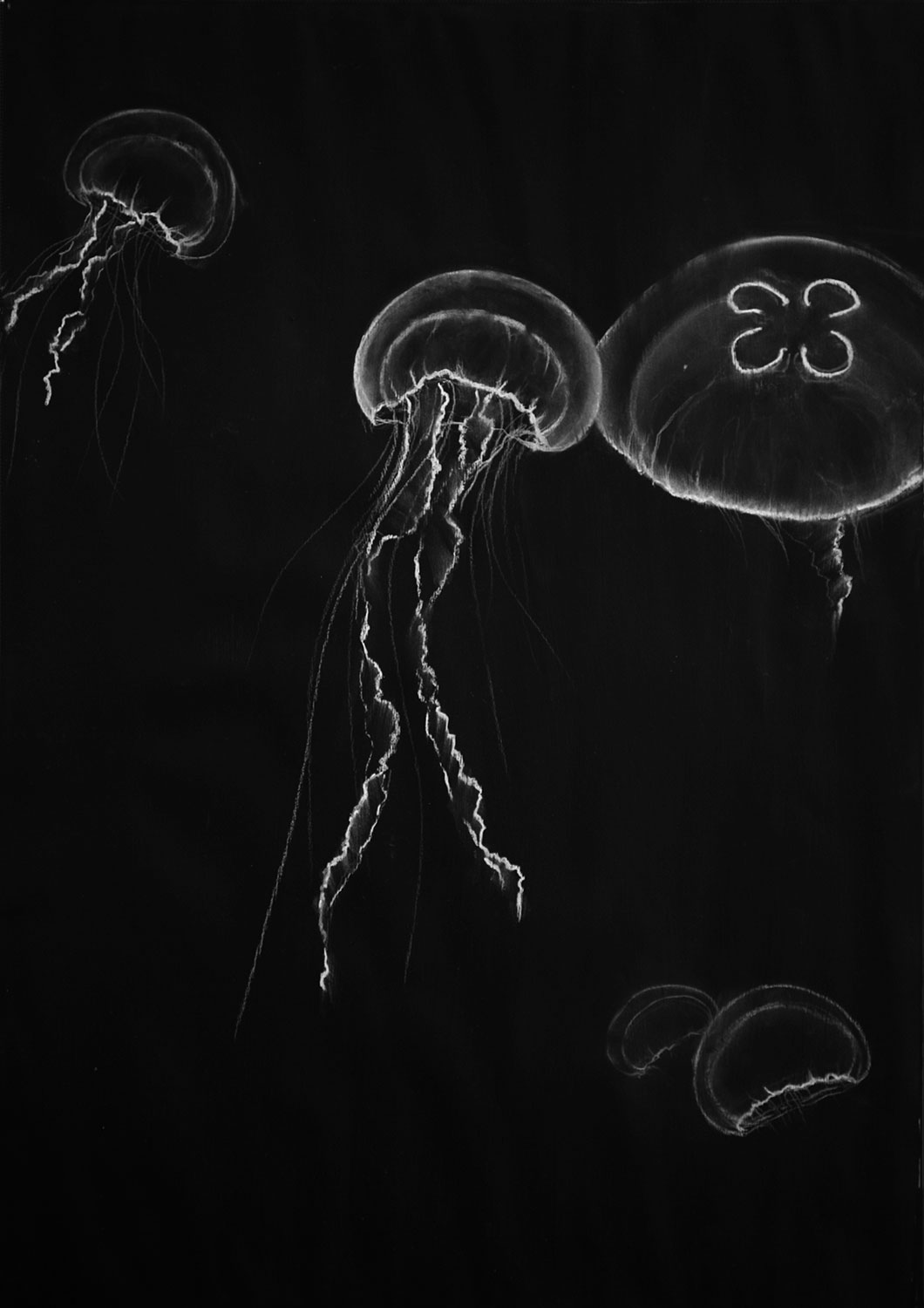 jelly fishes - Wolfgang Stiller